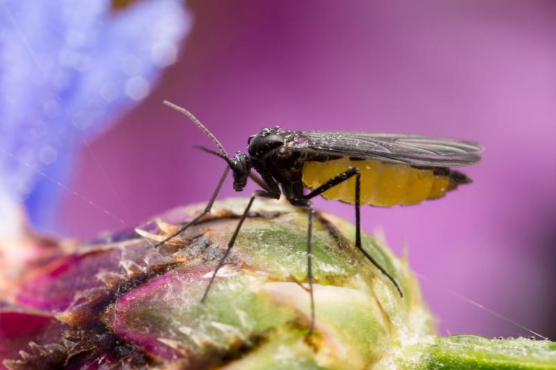 Adult fungus gnats live for just seven to 10 days, but the female can lay up to 200 eggs in the cracks and crevices of moist soil, so populations grow quickly. SUBMITTED PHOTO